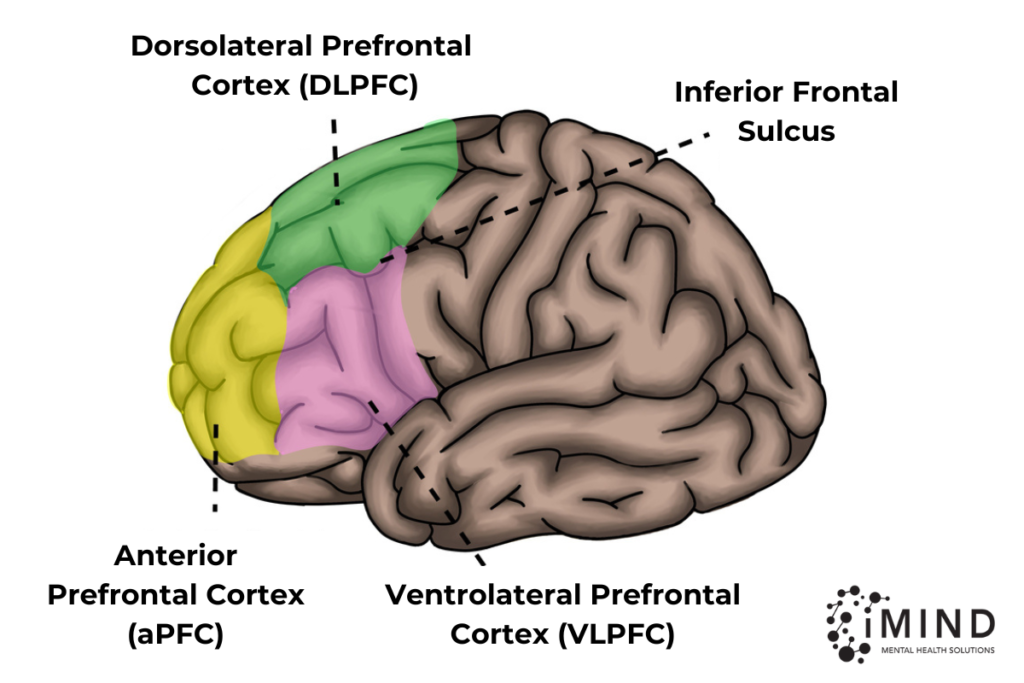 illustration of prefrontal cortex of the brain, with sections marked, iMind Mental Health Solutions