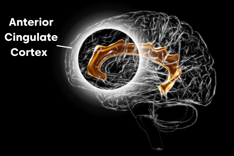 Stylized-Image-of-the-Brain-with-the-Anterior-Cingulate-Cortex-Highlighted.