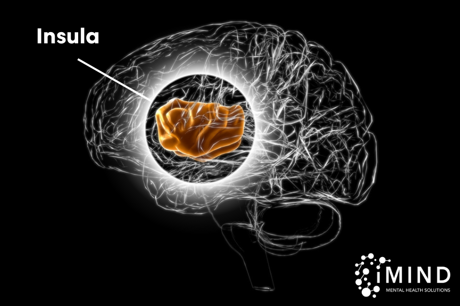 Stylized-Image-of-the-Brain-with-the-Insula-Highlighted.
