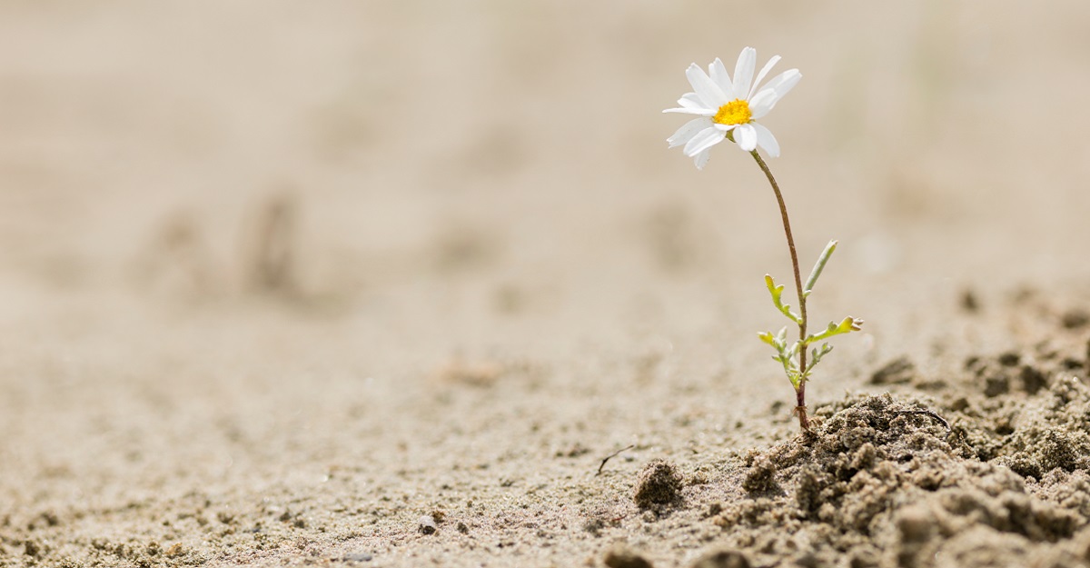 daisy-growing-in-the-desert-building-resilience-iMind-Mental-Health-Solutions