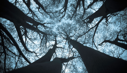 looking-up-through-black-leafless-trees-at-the-blue-sky-how-does-divorce-affect-the-children-iMind-Mental-Health-Solutions.