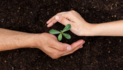 two-hands-of-two-different-people-cradling-a-seedling-in-the-dirt-how-does-divorce-affect-the-children-iMind-Mental-Health-Solutions.