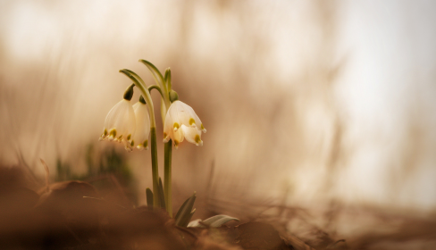 white-wilting-flowers-how-does-divorce-affect-the-children-iMind-Mental-Health-Solutions